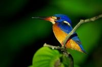 Lednacek modrohrbety - Alcedo meninting - Blue-eared Kingfisher o2984